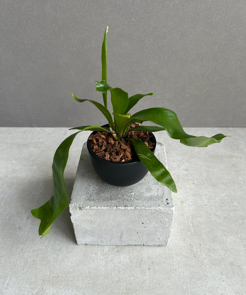 ビカクシダ ゴースト ハンズ 子株 (P. ウィリンキーx P.コロナリウム