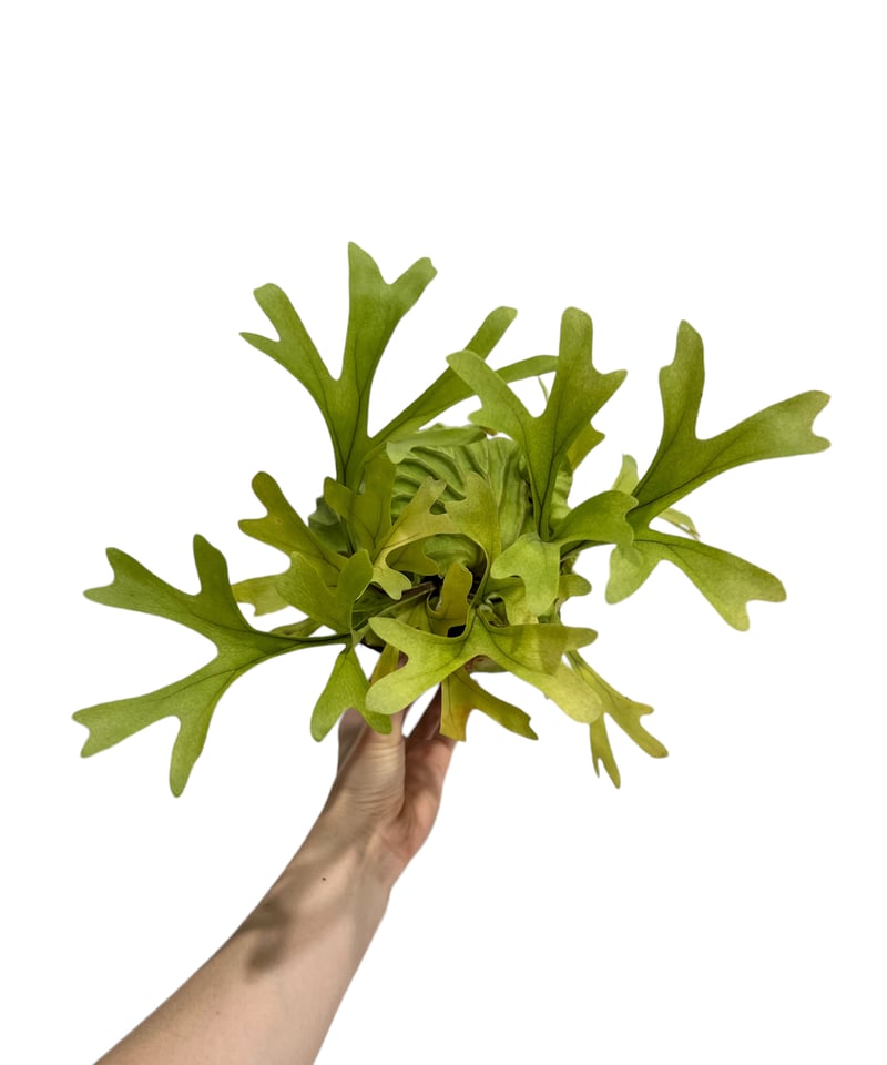 ビカクシダ リドレイ(by ヌクル) 「Platycerium ridleyi (by Nuk