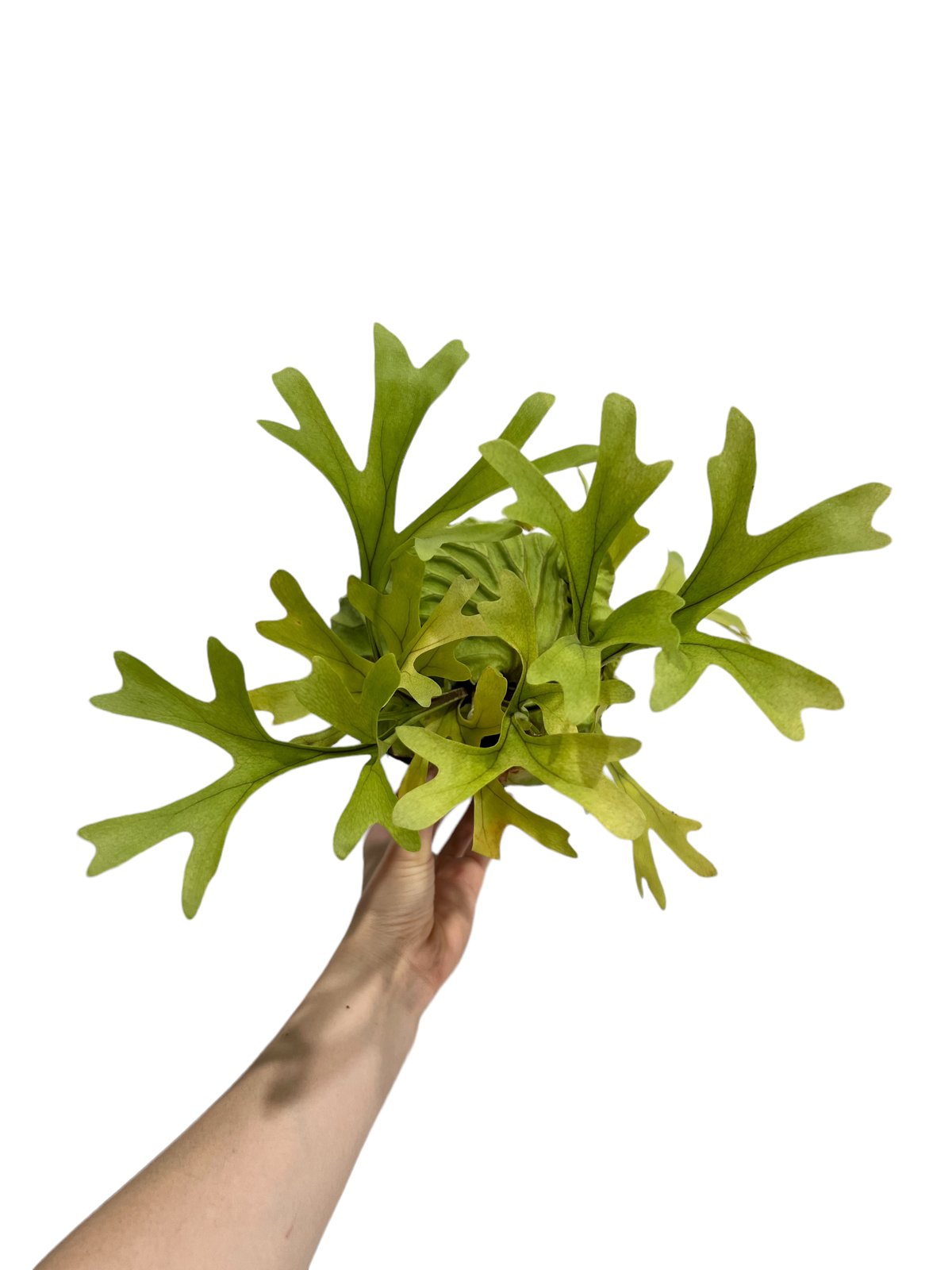 ビカクシダ リドレイ(by ヌクル) 「Platycerium ridleyi (by Nuk