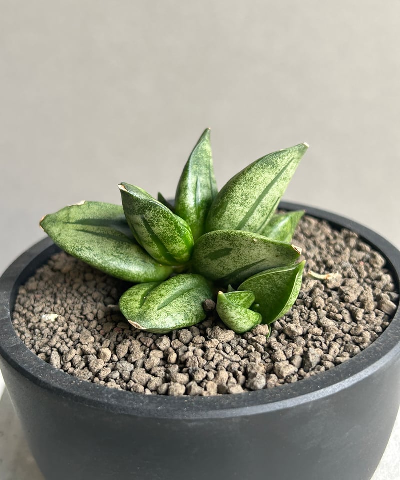 サンセベリア ピラミッド「Sansevieria Pyramid」78L | SHOUCHIKUEN