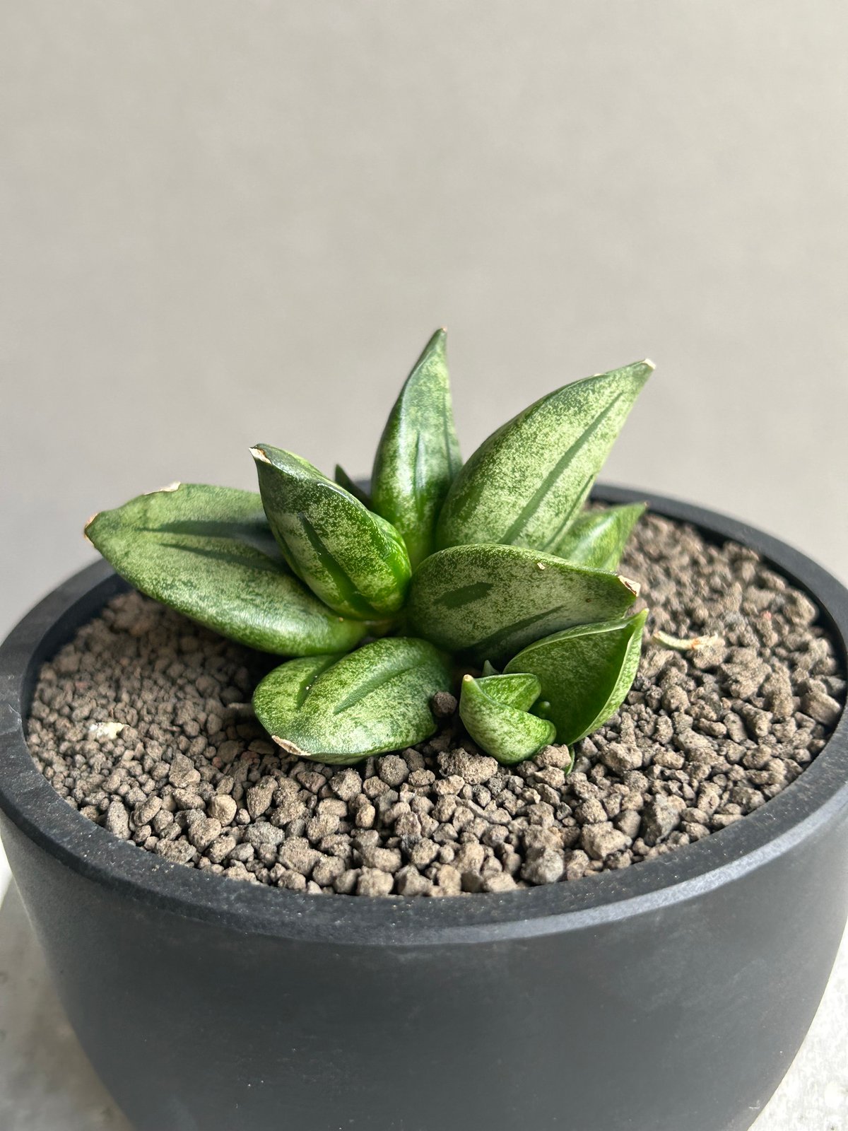サンセベリア ピラミッド「Sansevieria Pyramid」78L | SHOUCHIKUEN