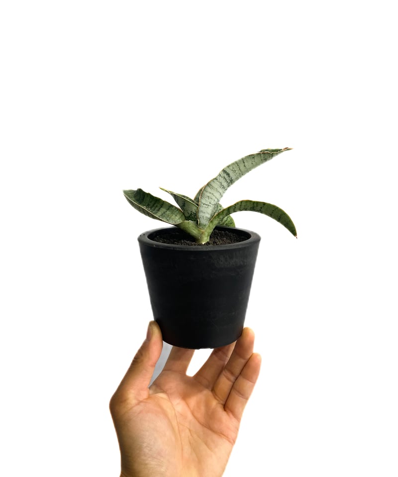 セール中　斑入り　サンセベリア　km12 Blue form サンスベリア Sansevieria Blue Clone White Variegated サンセベリア ブルー