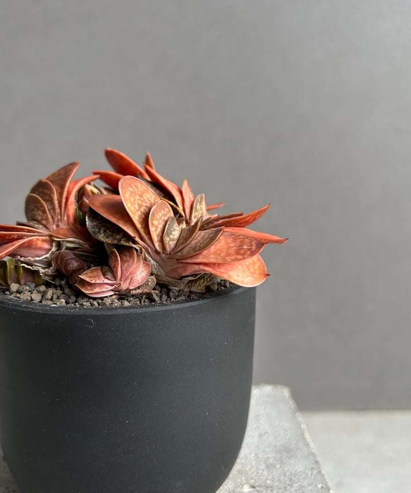 ガステリア子宝錦「Gasteria gracilis v.minima f. Variegat