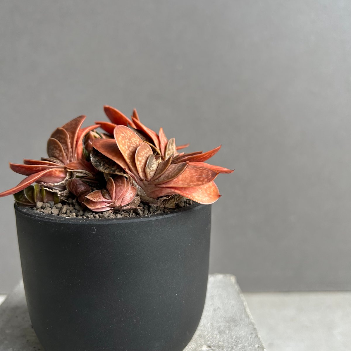 ガステリア子宝錦「Gasteria gracilis v.minima f. Variegat