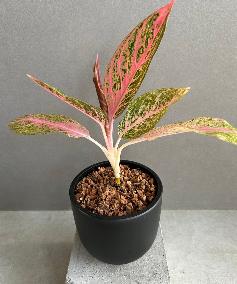 アグラオネマ タマラ 「Aglaonema Tamara」76F | SHOUCHIKUEN