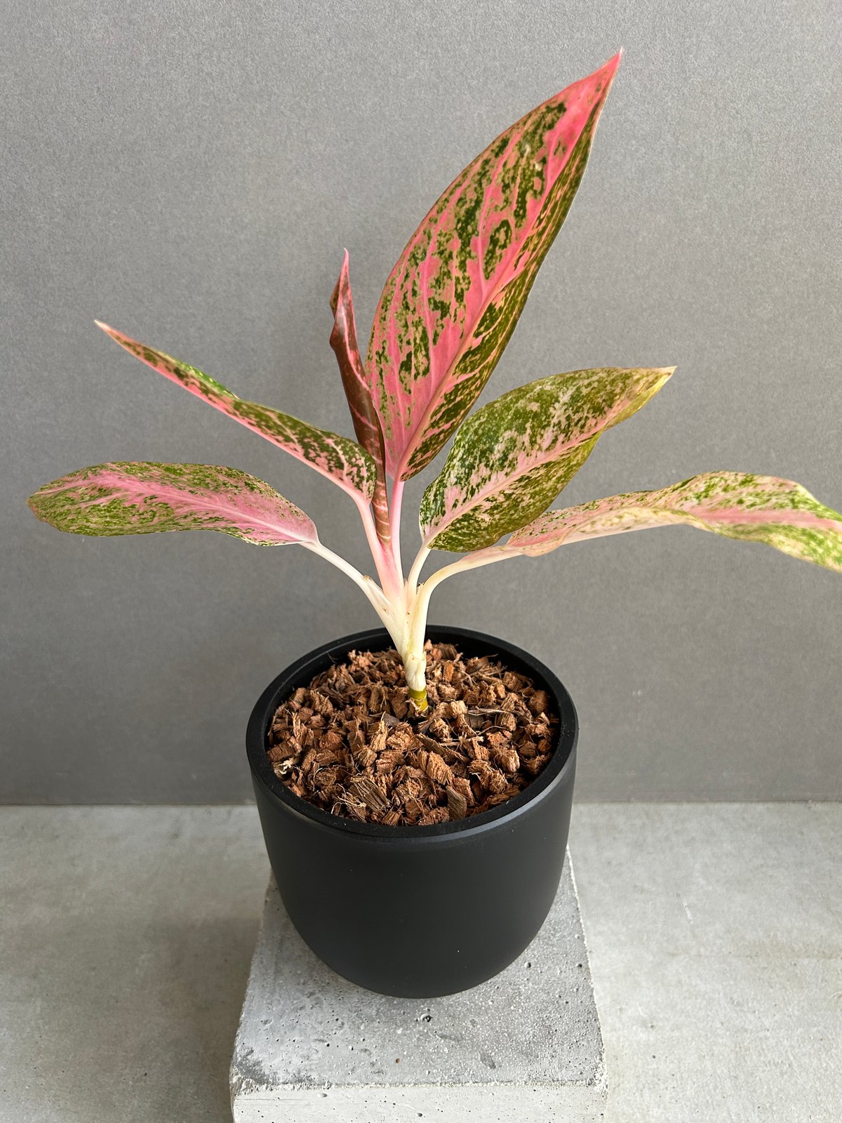 激レア！アグラオネマ　タマラ アグラオネマ タマラ 「Aglaonema Tamara」76F | SHOUCHIKUEN