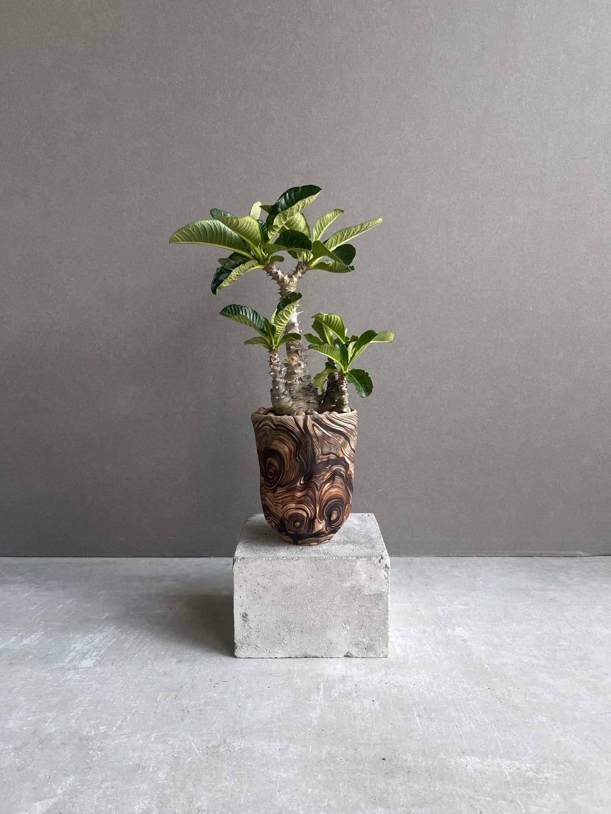 パキポディウム ウィンゾリー (実生苗) + plantsmonsters pot 「Pach