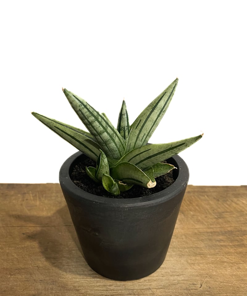 サンセベリア ジュピター「Sansevieria Jupiter」29E-1 | SHOUCH サンセベリア ジュピター「Sansevieria Jupiter」29E-1 | SHOUCH