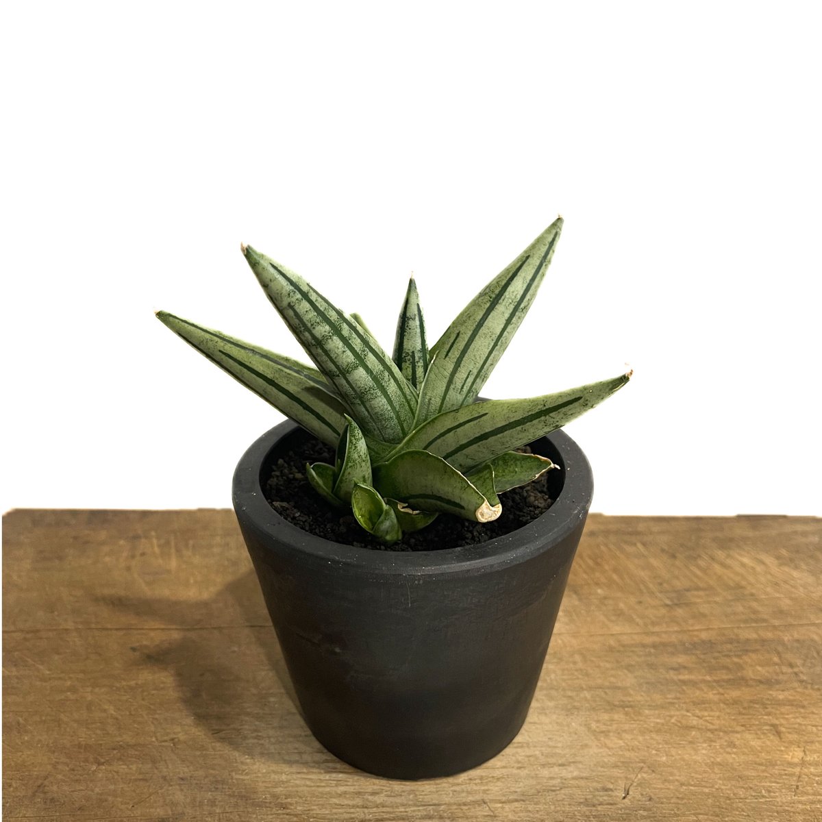 サンスベリア ジュピター　大株　子株付き fit=scale-down,w=1200