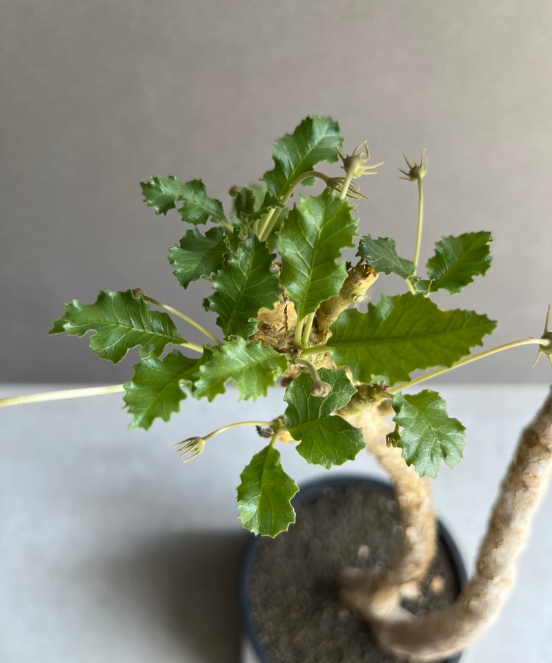 ドルステニア ジプソフィラ x ラブラニー 「Dorstenia gypsophila x l