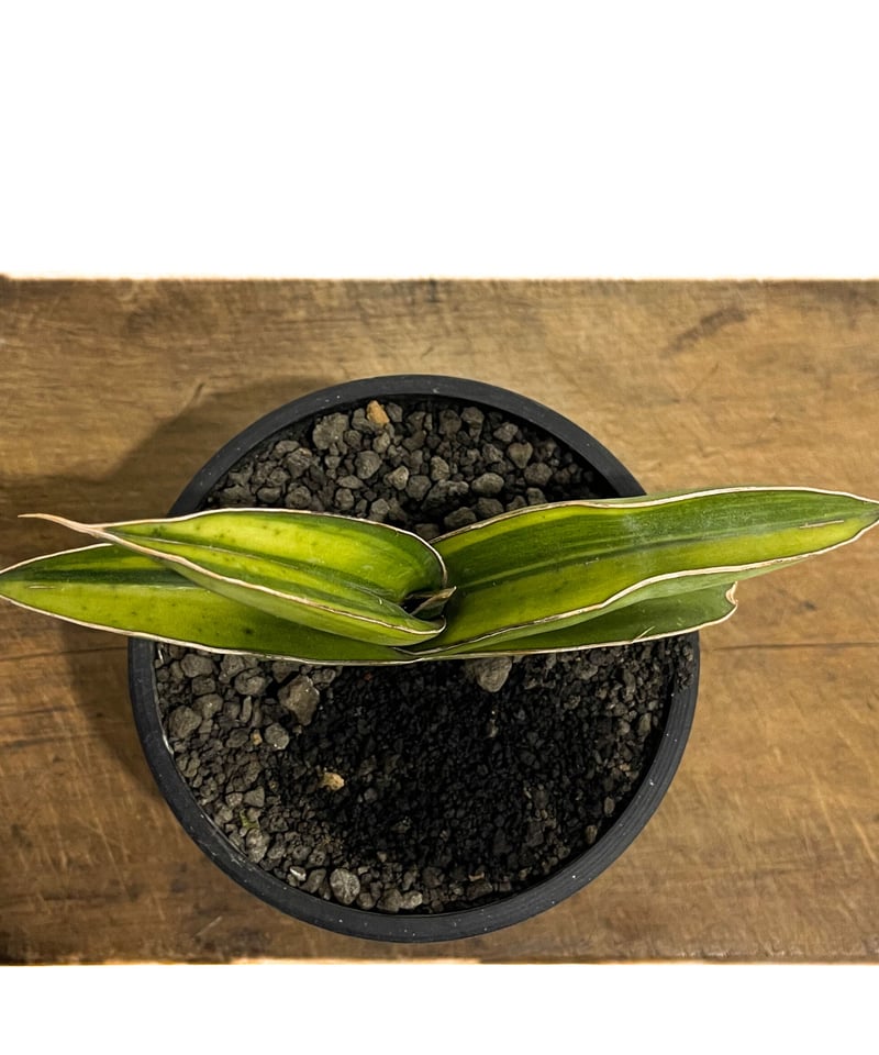 EMP サンセベリア Sir Ray ong / 最後がイメージ SA349 Sansevieria Siam Gold 【artPLANTs】サンスベリア/サンセベリア