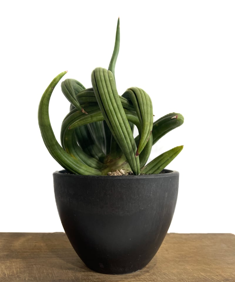 EMP サンセベリア アンヤマニーハイブリッド ドワーフEM1 / SA264 EMP サンセベリア アンヤマニーハイブリッド ドワーフEM1 / SA264