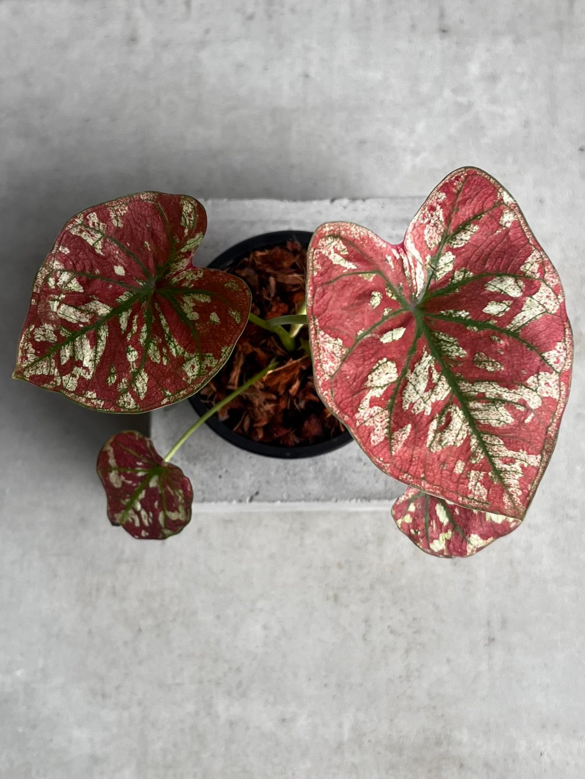 カラジウム　カラジューム　タイハイブリッド　ヒラヒラ系 カラジウム カラジューム タイハイブリッド ヒラヒラ系