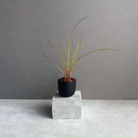 ブロメリア | STORES