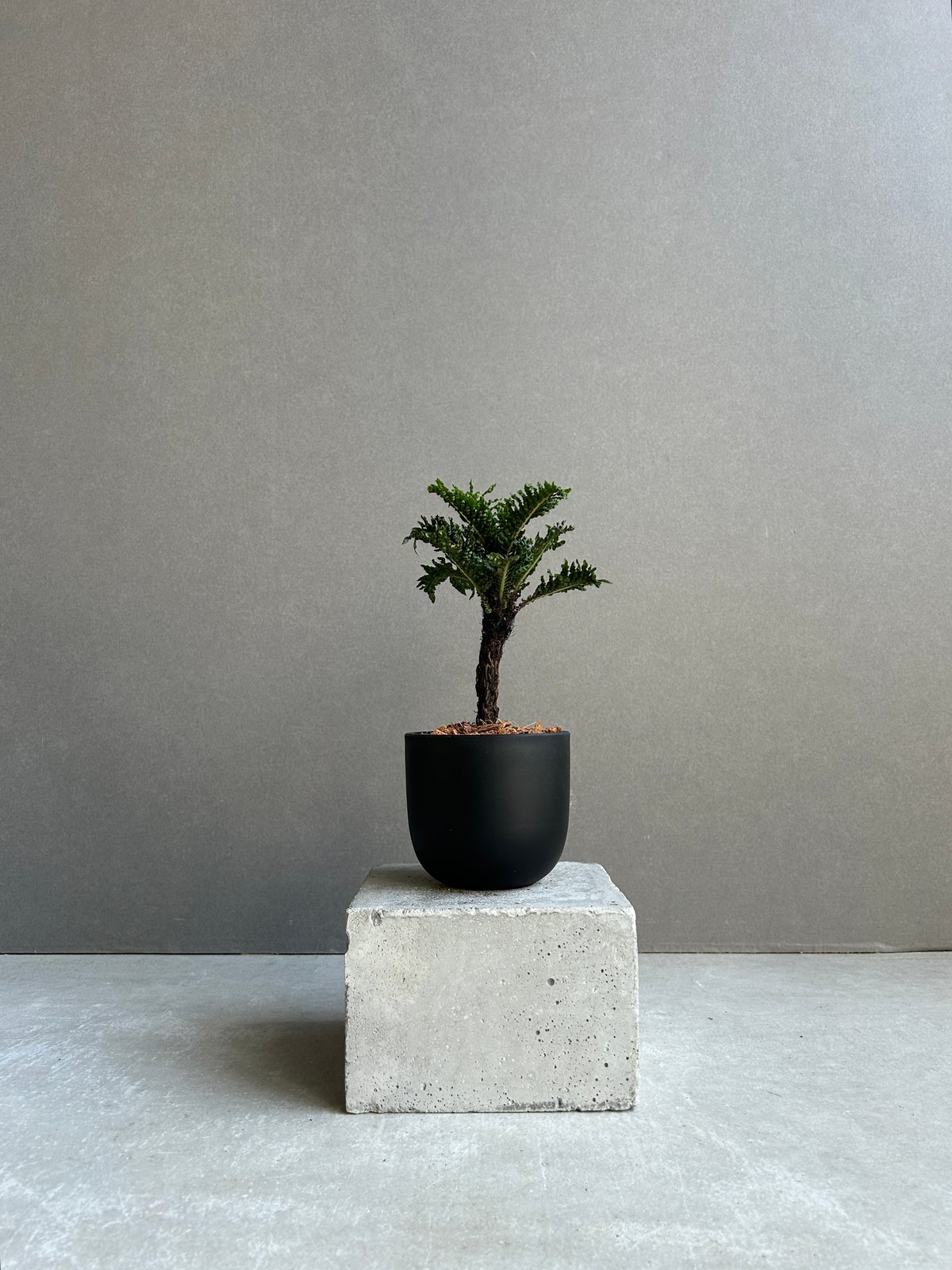 ブレクナム ギッバム ドワーフ ブレクナム ギッバム ドワーフ 「Blechnum gibbum Dwarf 」68H