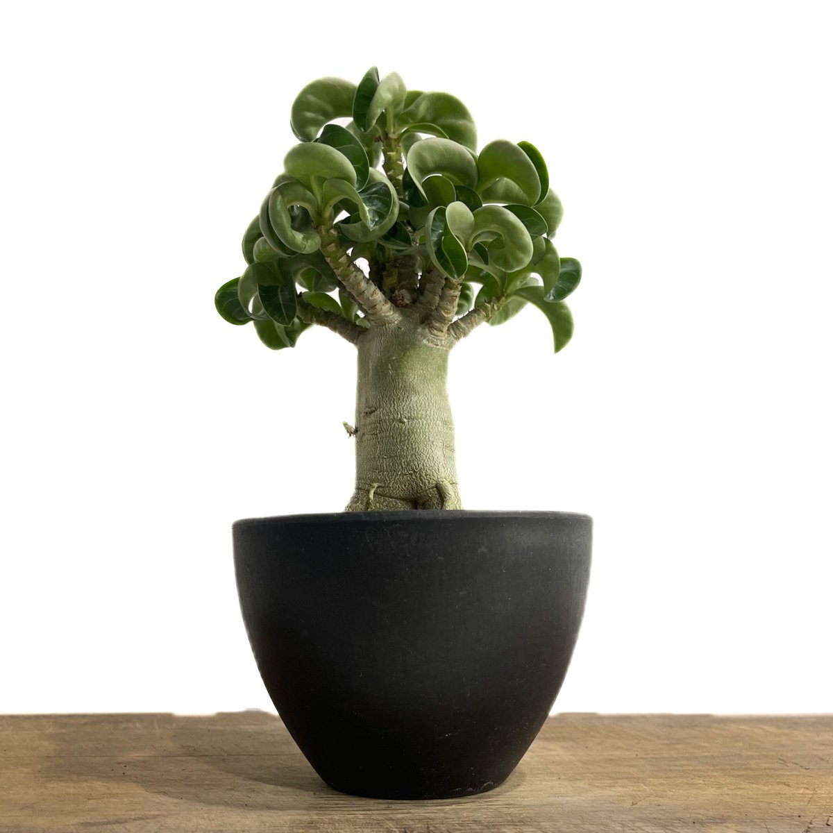 アデニウム D.H.A (獅子葉)選抜個体 「Adenium D.H.A 'Select'」