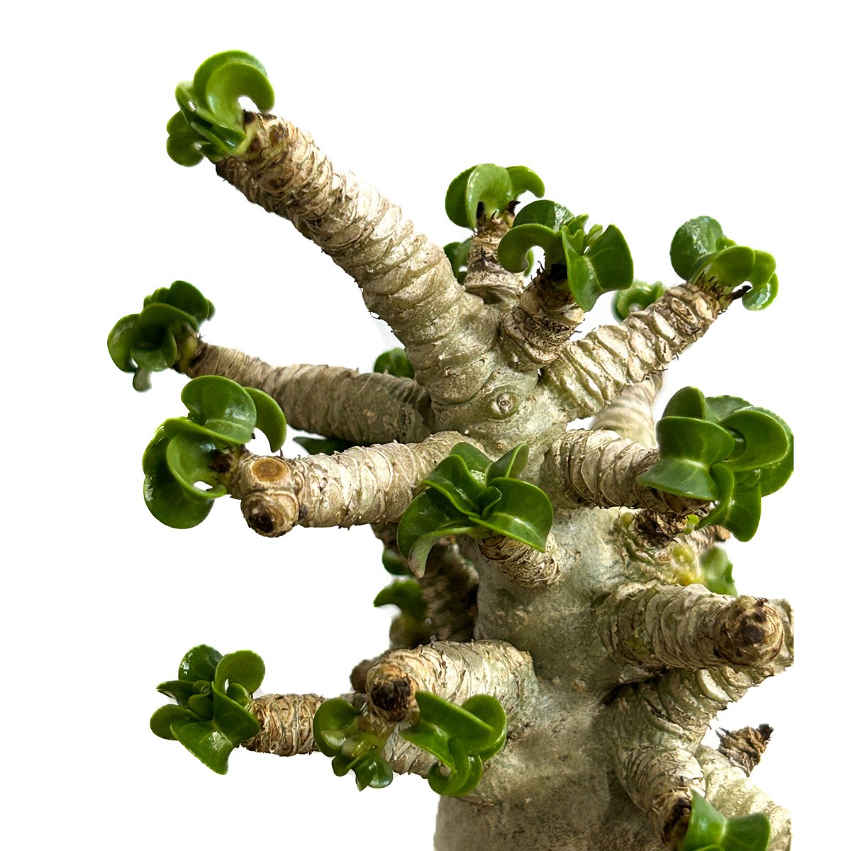 アデニウム D.H.A (獅子葉) 「Adenium D.H.A」89A-1 | SHOUC