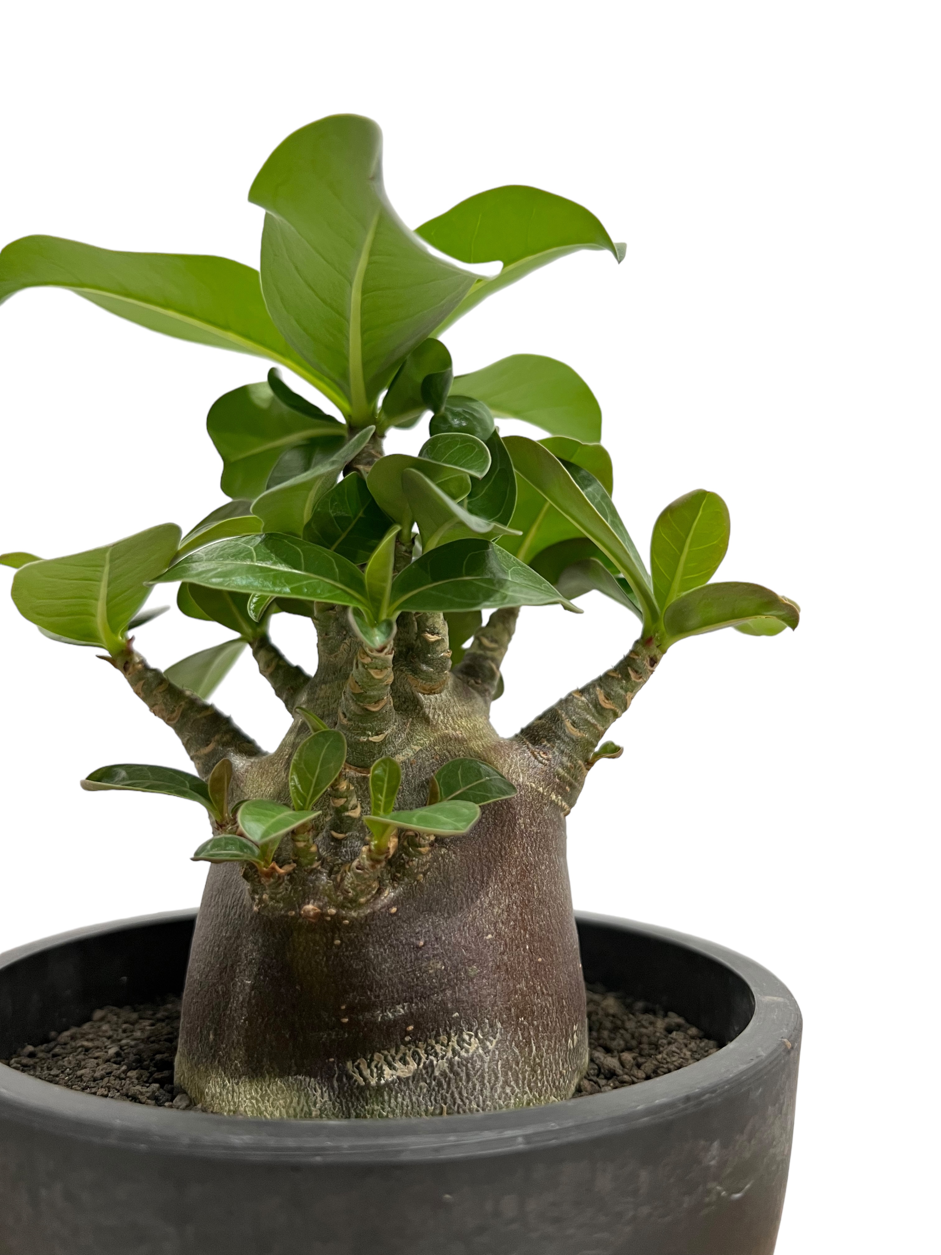 アデニウム アラビカム スーパー ドワーフ “ブラック”「Adenium