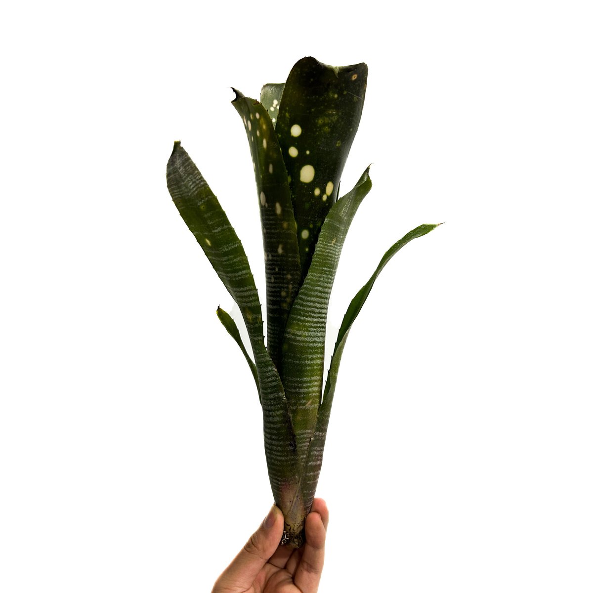 ビルベルギア ムーランルージュ「Billbergia Moulin Rouge」3/5-108