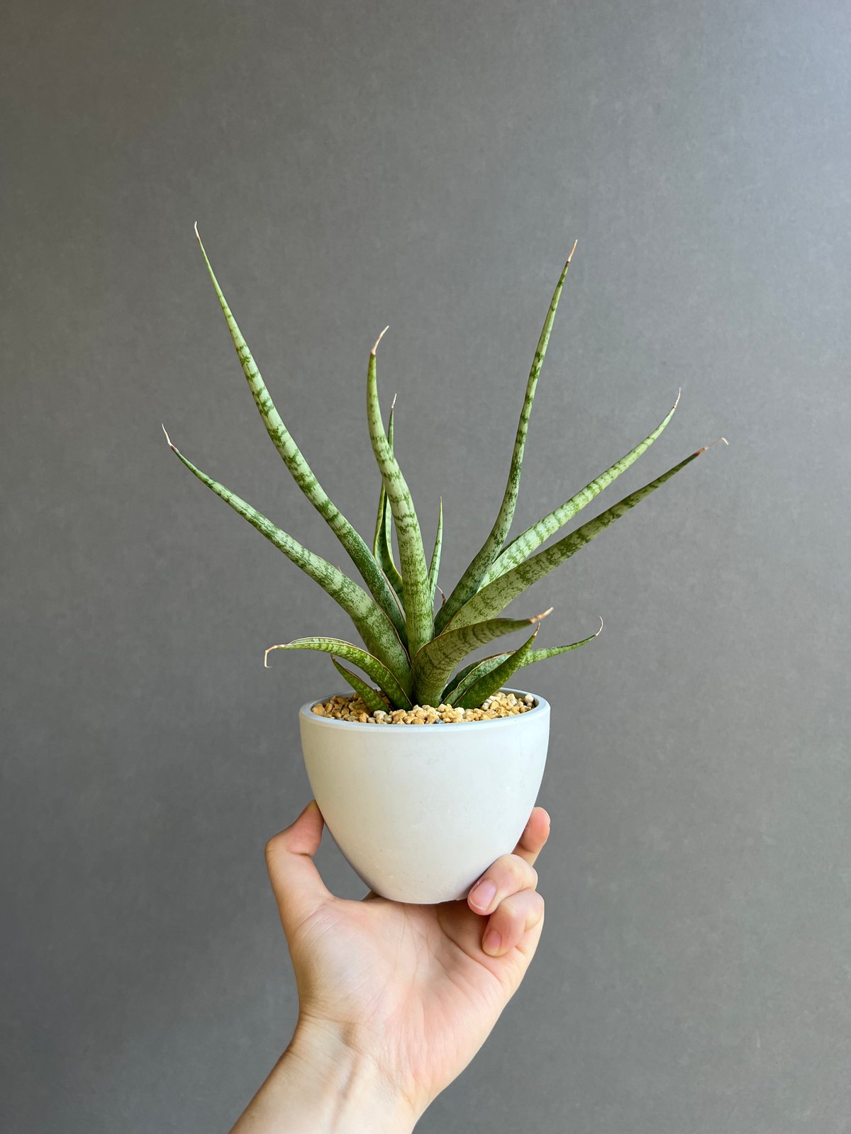 サンセベリア コヨーテ 「Sansevieria Coyote」45E | SHOUCHIKUEN