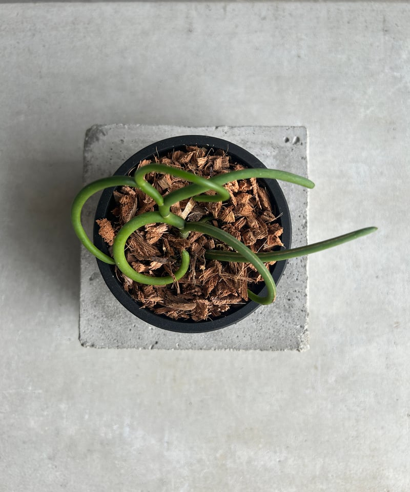 パピリオナンテ テレス var. アルバ'オリンピックリングス