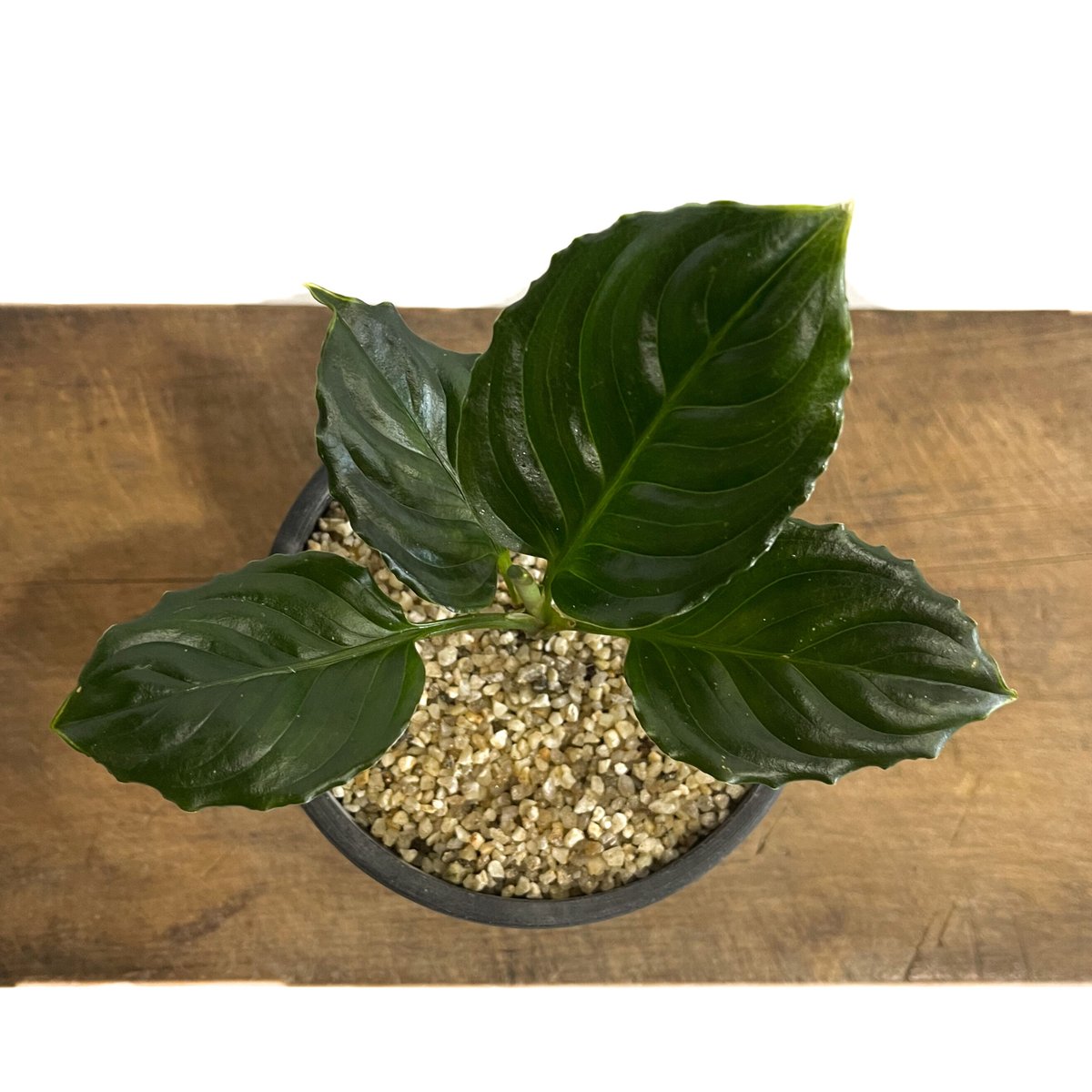 アグラオネマ メタリカ「Aglaonema Metallica」77E-1 | SHOUCHI