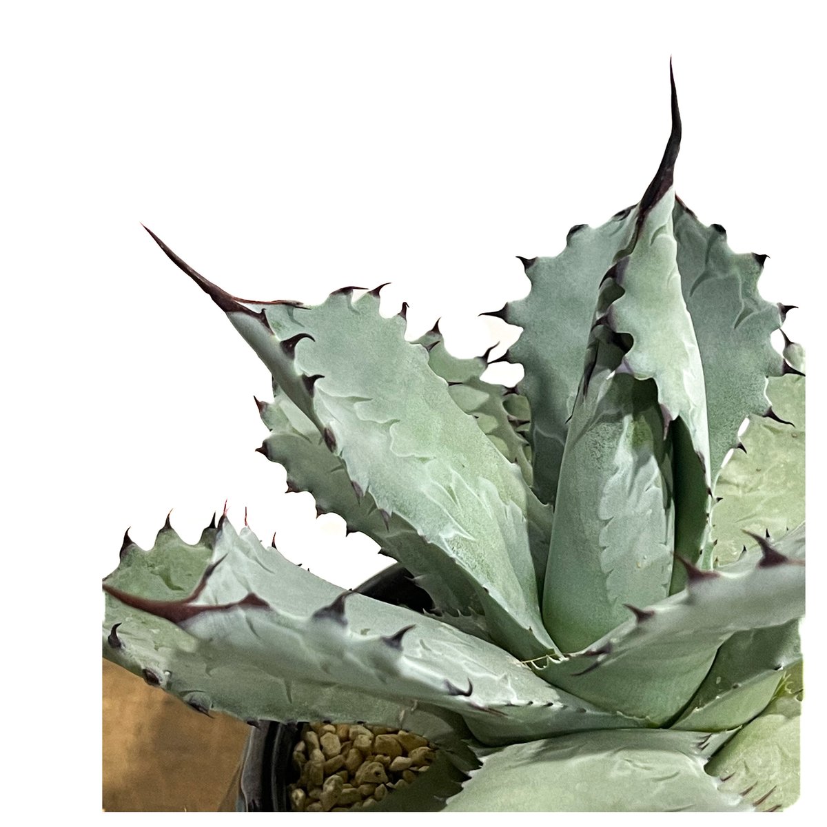 アガベ コロラータ +YON-HACHI「Agave colorata」12E-3 | SHO