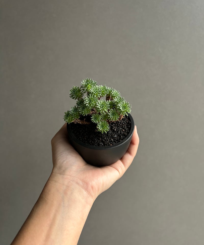 セダム 小松緑(こまつみどり) 「Sedam multiceps」60L | SHOUCHIKUEN