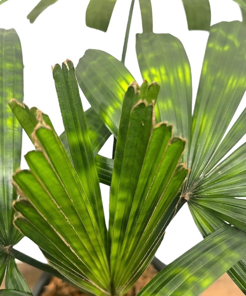 リクアラ マッタネンシス マプ 「Licuala mattanensis 'Mapu' 」47