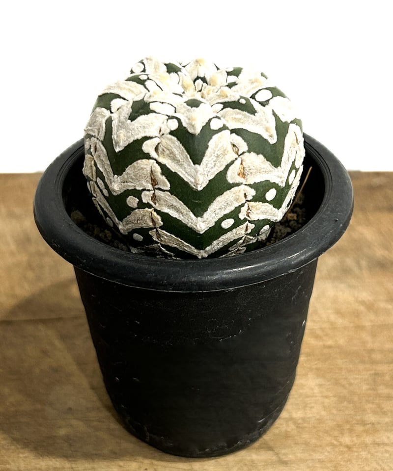 アストロフィツム 兜 Ⅴタイプ (実生)「Astrophytum asterias V typ