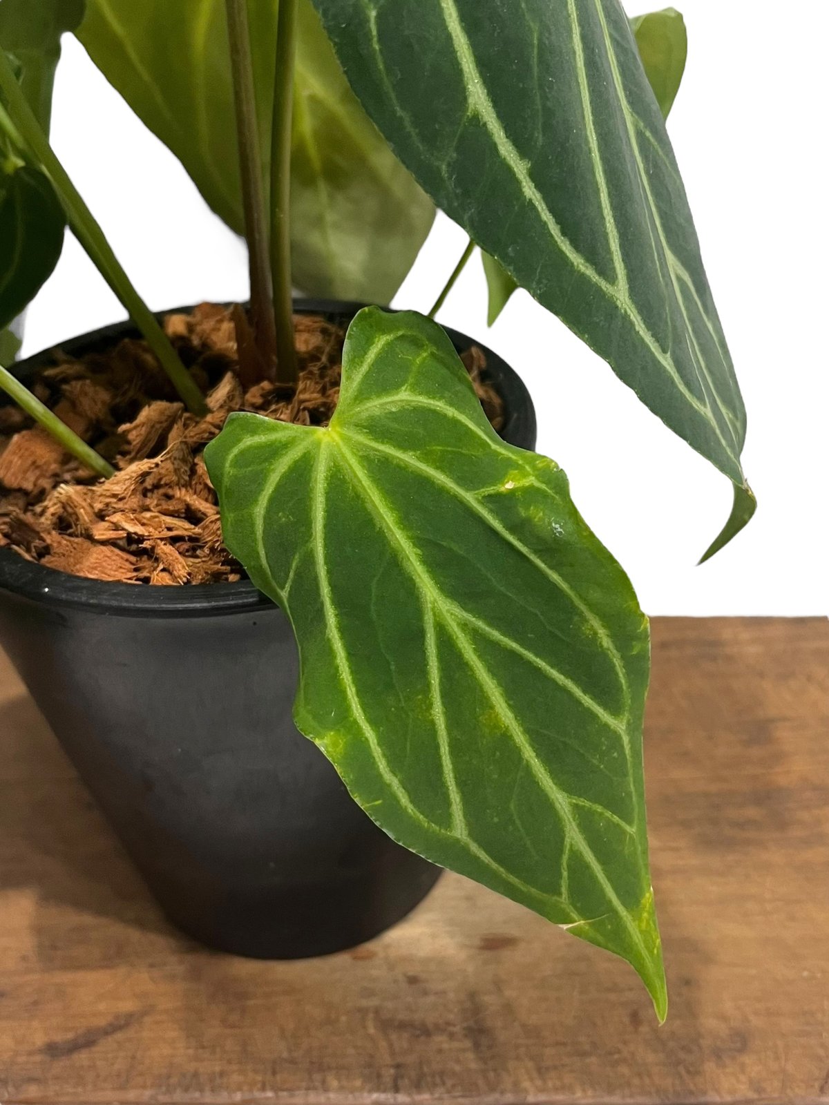 アンスリウム シルバーホープ Anthurium Silver hope fit=scale-down,w=1200