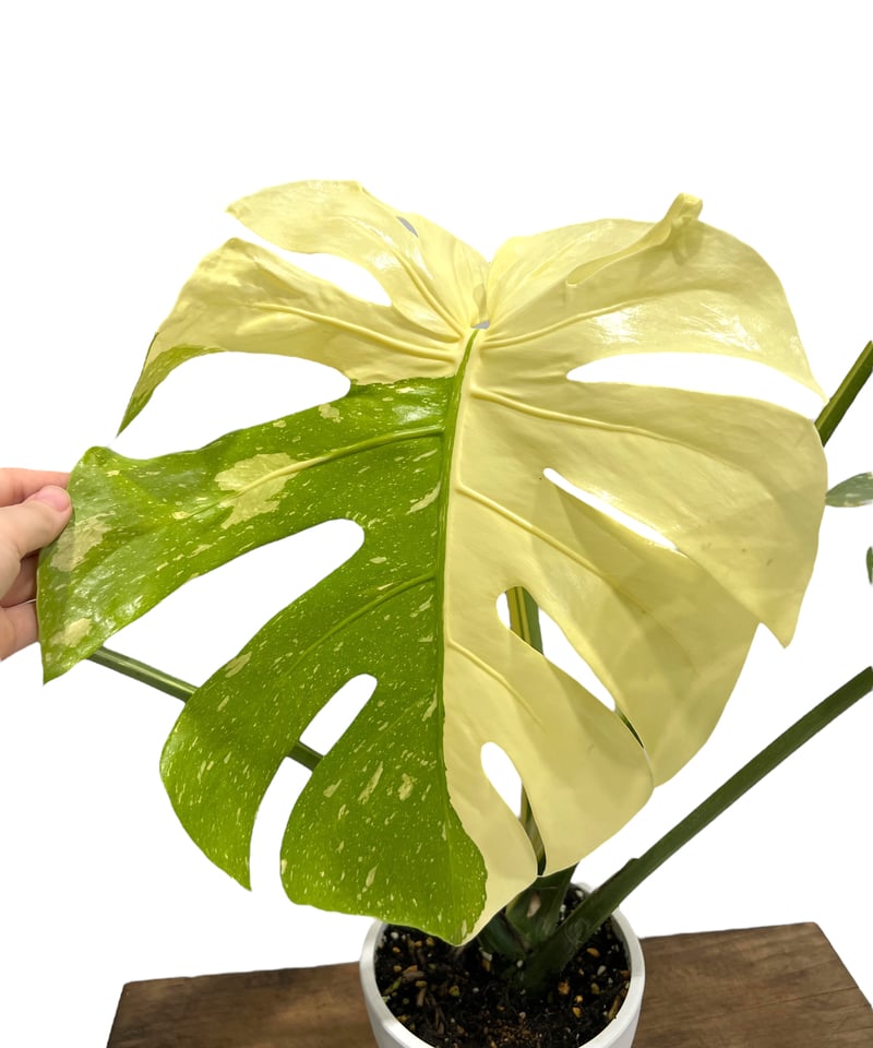 モンステラ タイ コンステレーション 「Monstera deliciosa Thai Con