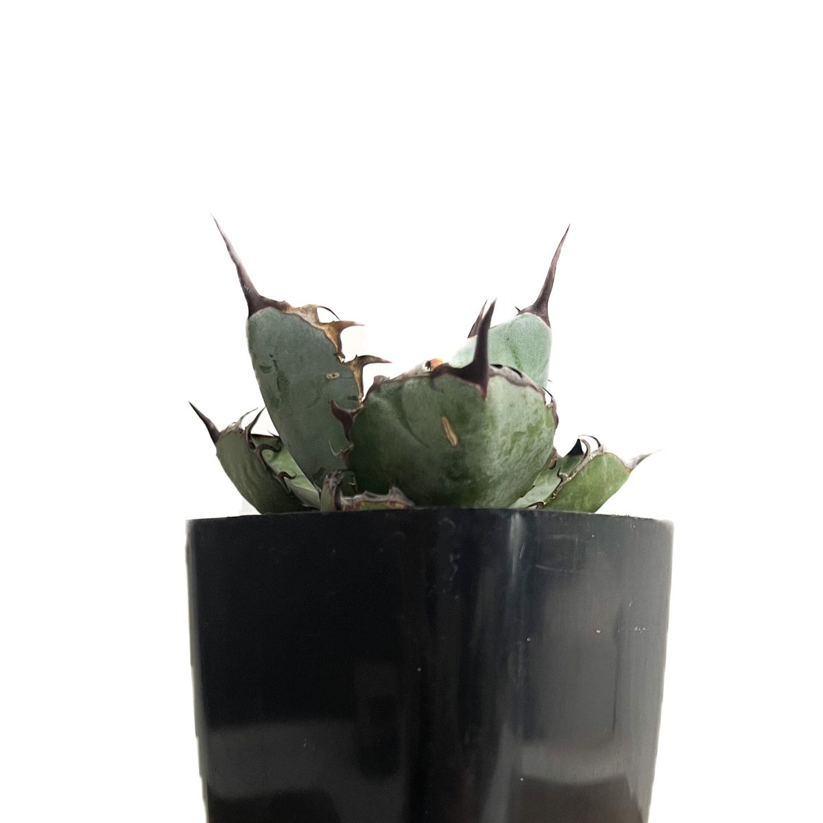GIRUVI Agave Black&Blue アガベ ブラックアンドブルー アガベ チタノタ ブラックアンドブルー Agave titanota