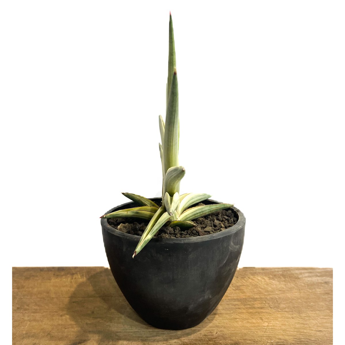サンスベリア　ロイヤルクラウン　超特大 サンセベリア ロイヤルクラウン 斑入り「Sansevieria royal