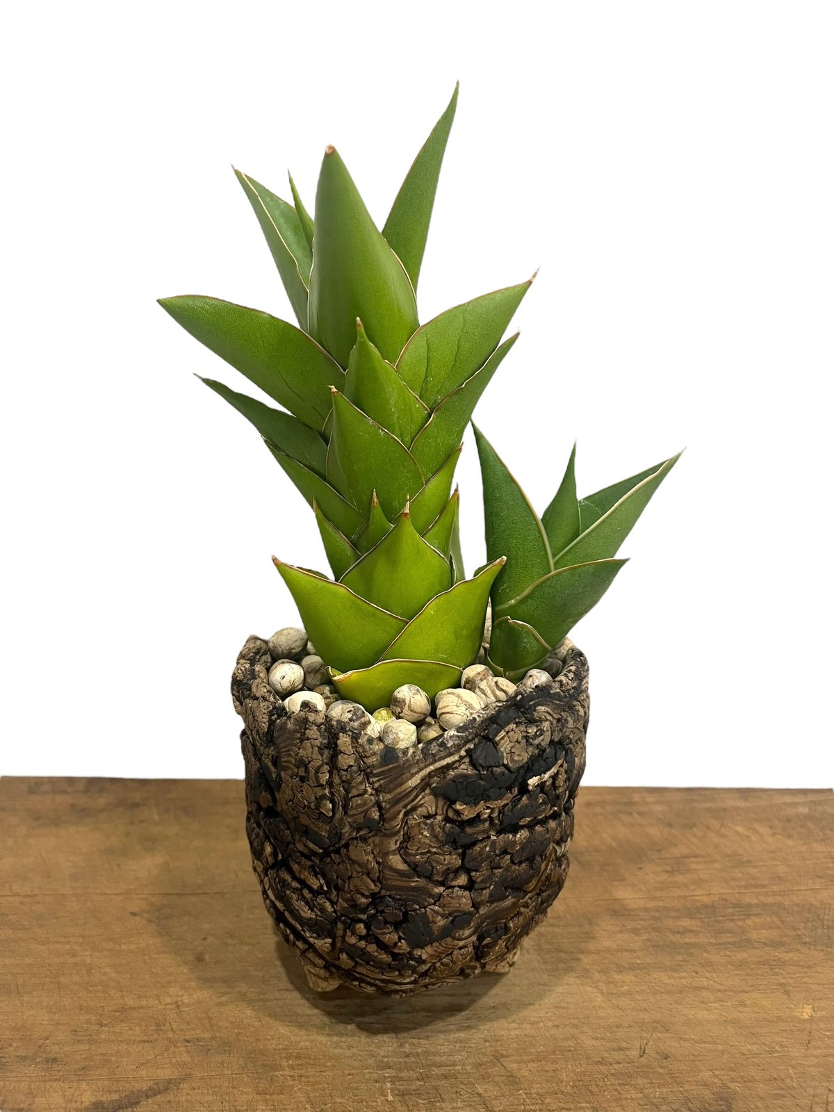 GP Sansevieria Bua Kao サンセベリア ブア カーオ サンセベリア ブア