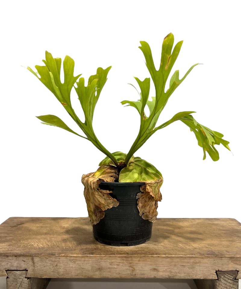 ビカクシダ リドレイ(by ヌクル) 「Platycerium ridleyi (by Nuk