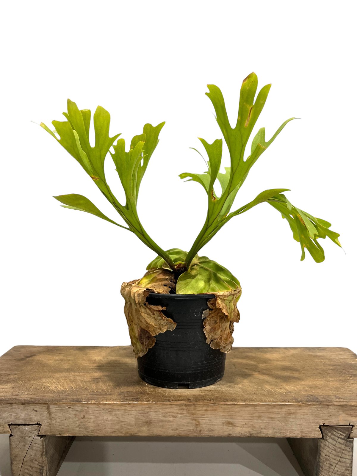 ビカクシダ リドレイ(by ヌクル) 「Platycerium ridleyi (by Nuk