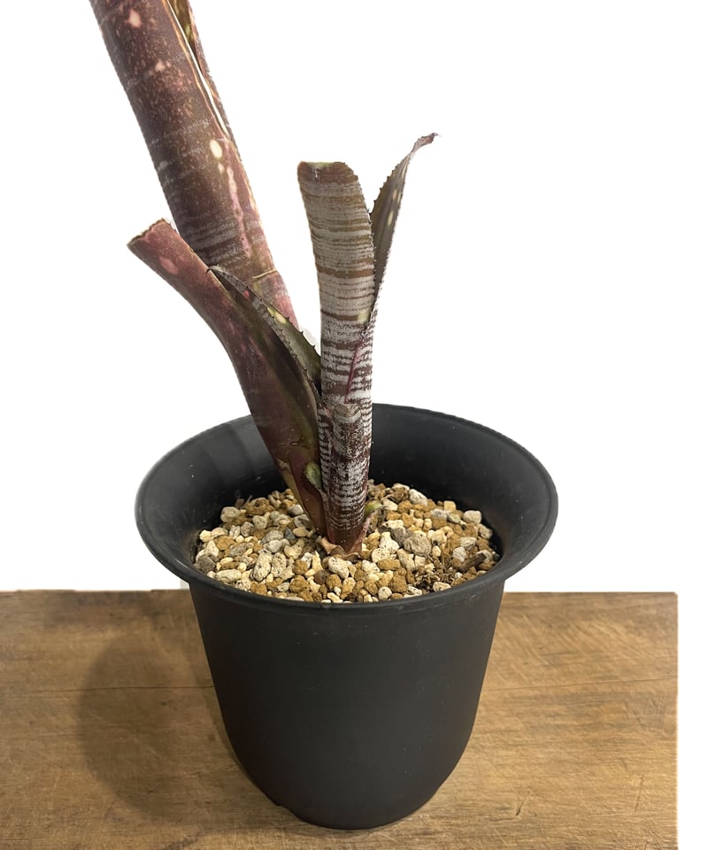 ビルベルギア ユーチューブ「Billbergia YouTube」3/8-125 | SHOU ビルベルギア ユーチューブ「Billbergia YouTube」3/8-125 | SHOU