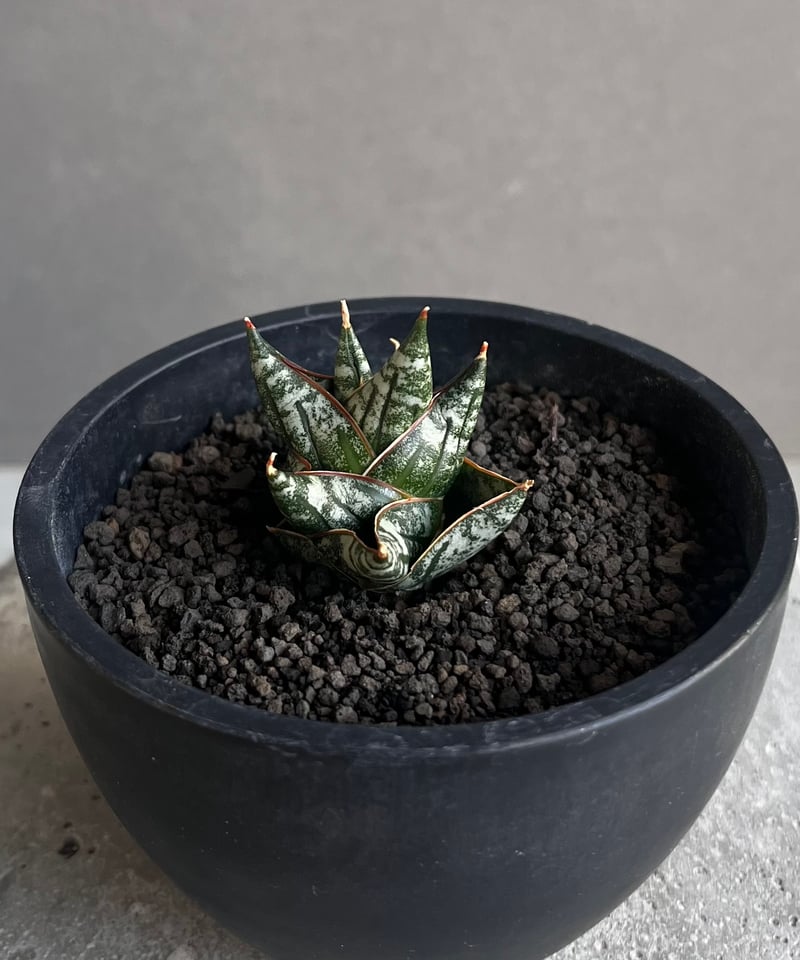 サンスベリア Sansevieria Nillapat サンセベリア ニラパット(ドワーフ