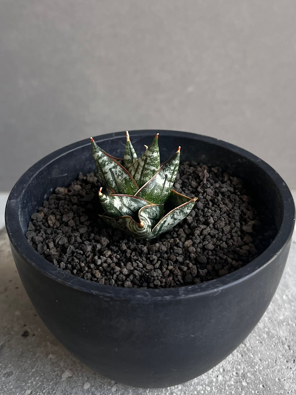 サンセベリア ニラパット(ドワーフ) 「Sansevieria Nilaphat (by Un