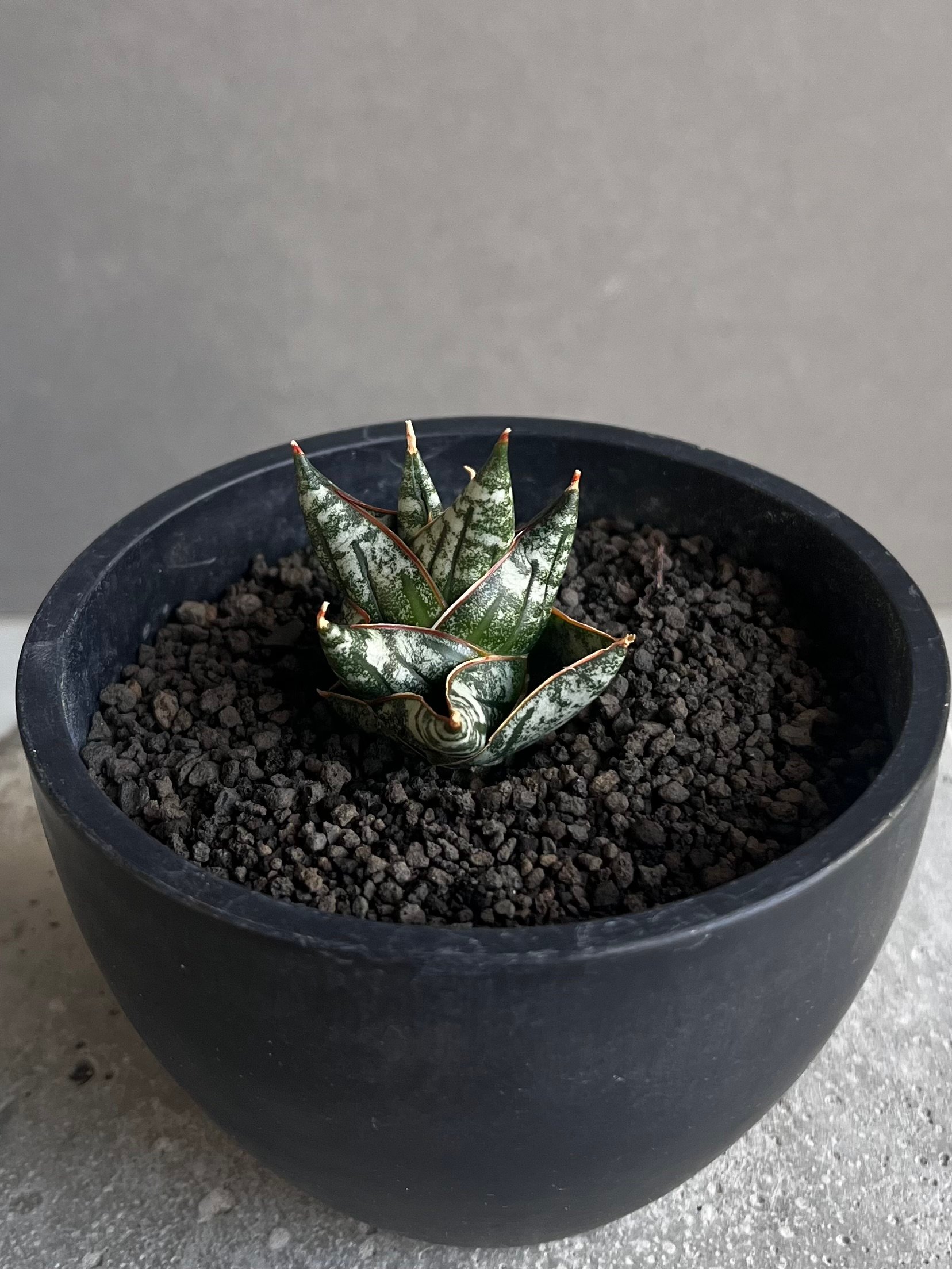 サンスベリア Sansevieria Nillapat サンセベリア ニラパット(ドワーフ) 「Sansevieria Nilaphat (by Un