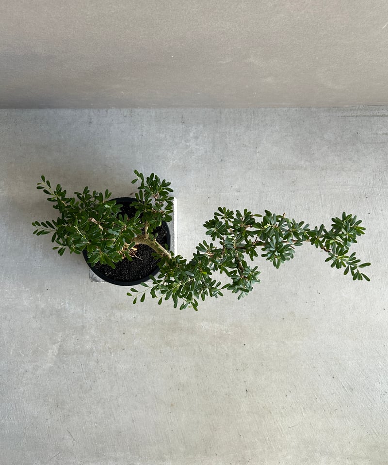 うち” 盆栽 Limited Edition 「“UCHI” BONSAI」 6J |