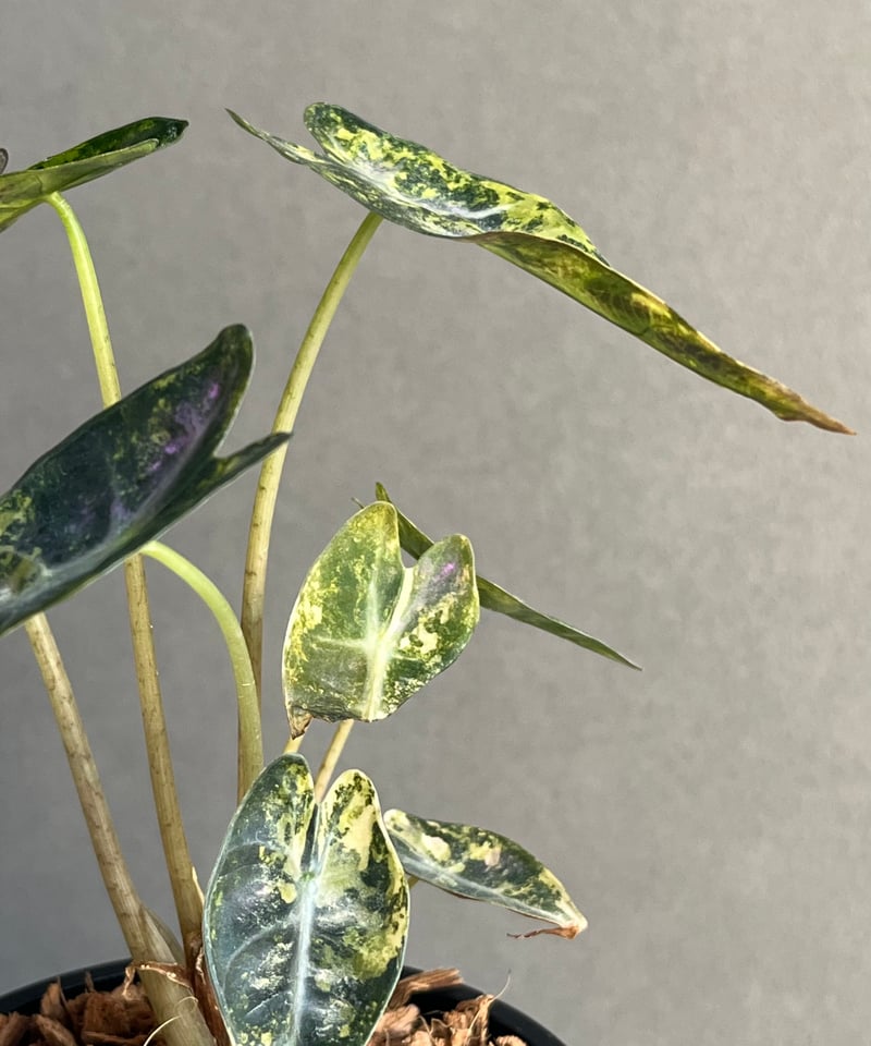 アロカシア バンビーノ イエロー 斑入 「Alocasia bambino Yellow Va