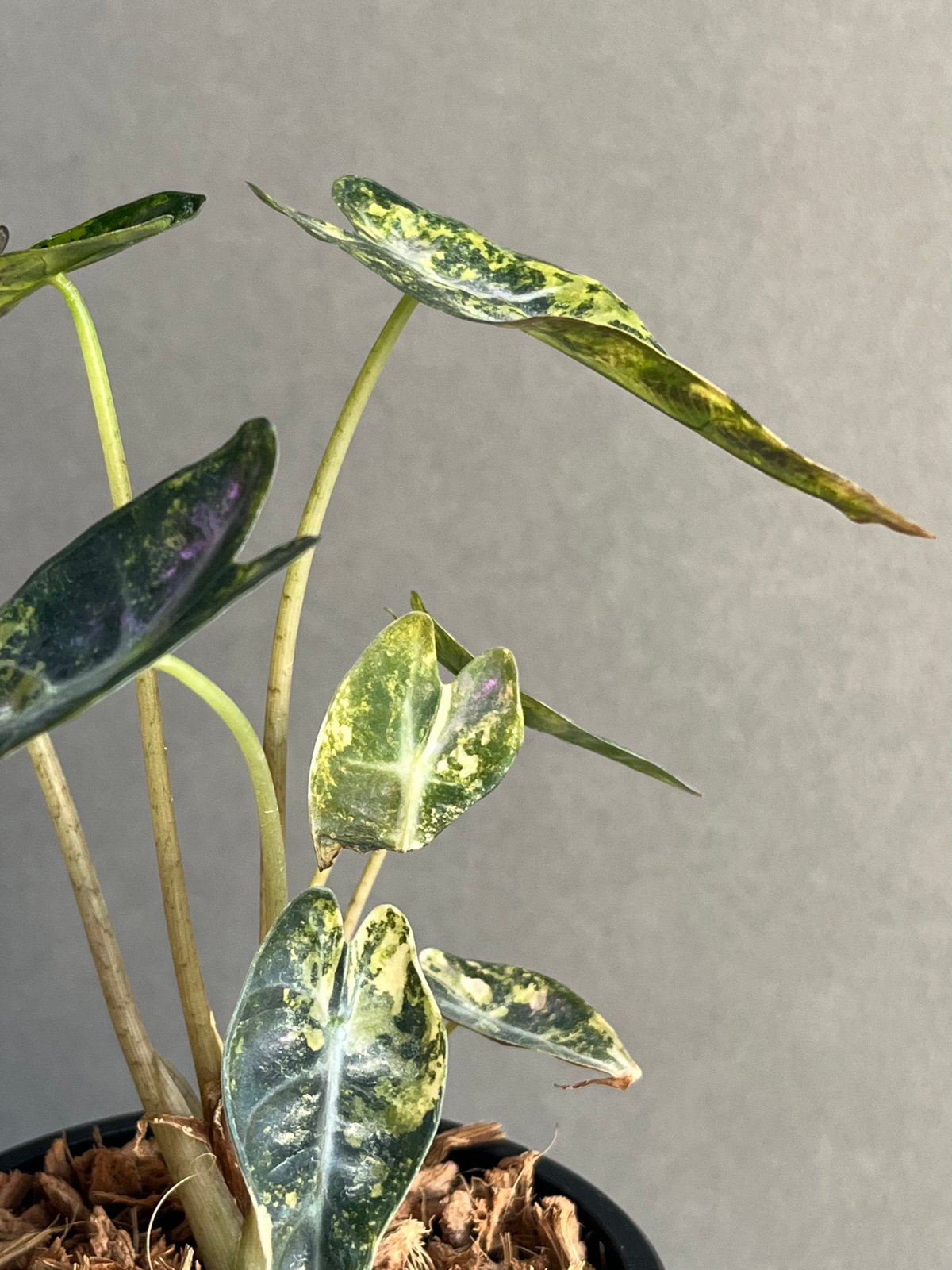 アロカシア バンビーノ イエロー 斑入 「Alocasia bambino Yellow Va