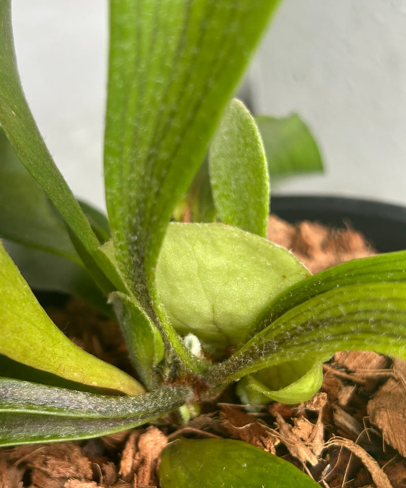 ビカクシダ　ghost ゴースト　子株 ビカクシダ ゴースト ハンズ 子株 (P. ウィリンキーx P.コロナリウム