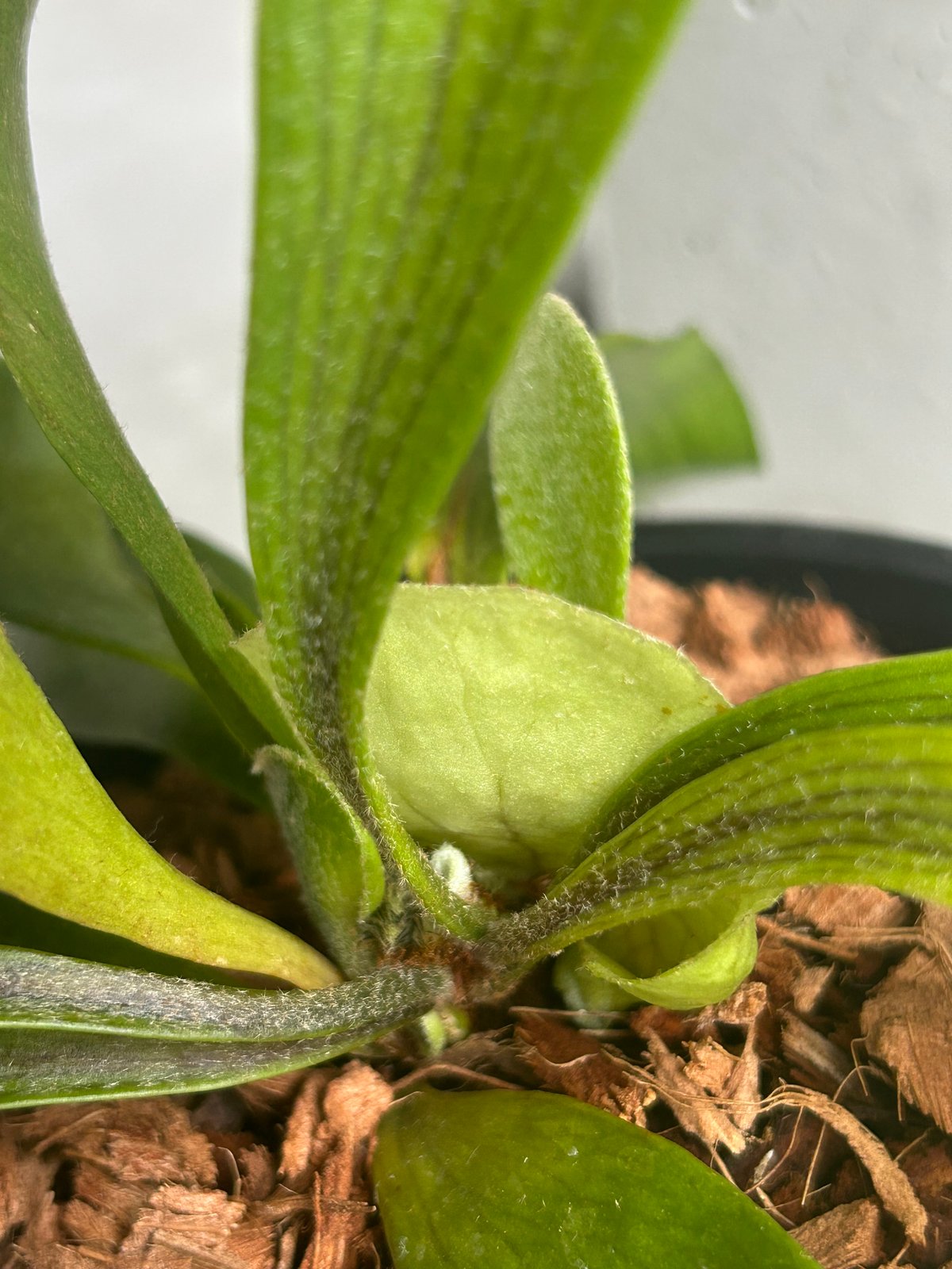 GP ビカクシダ ゴースト ハンズ　 P.Ghost Hands ビカクシダ ゴースト ハンズ 子株 (P. ウィリンキーx P.コロナリウム