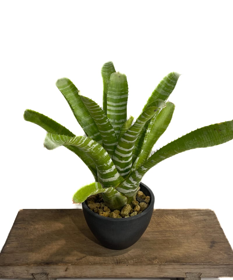 エクメア チャンティニー ハイブリッド「Aechmea chantinii