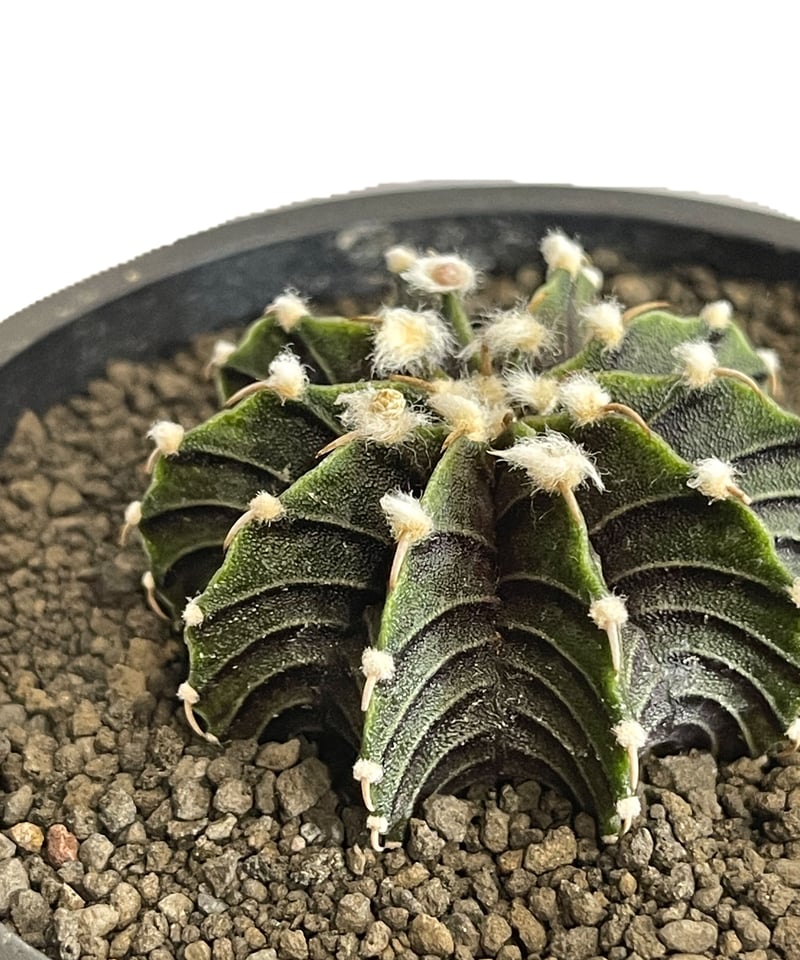 ギムノカリキウム フリードリヒ “VOS1241” KG 「Gymnocalycium fr