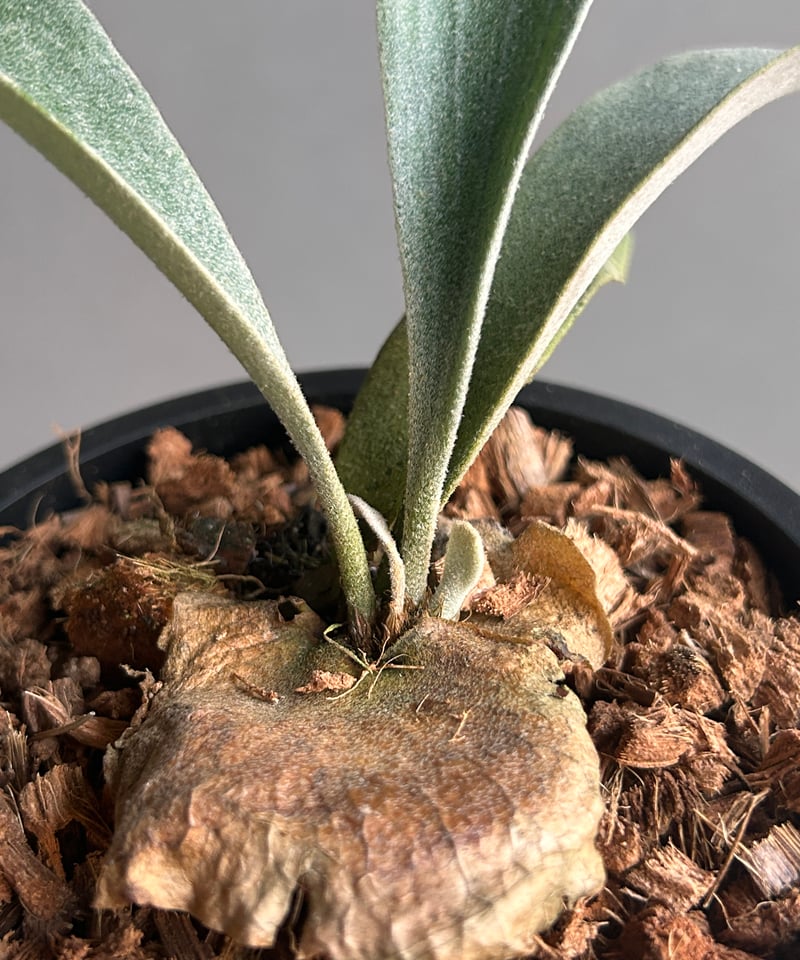 ビカクシダ ポール ホワイター(子株)「Platycerium Paul Whiter (pu