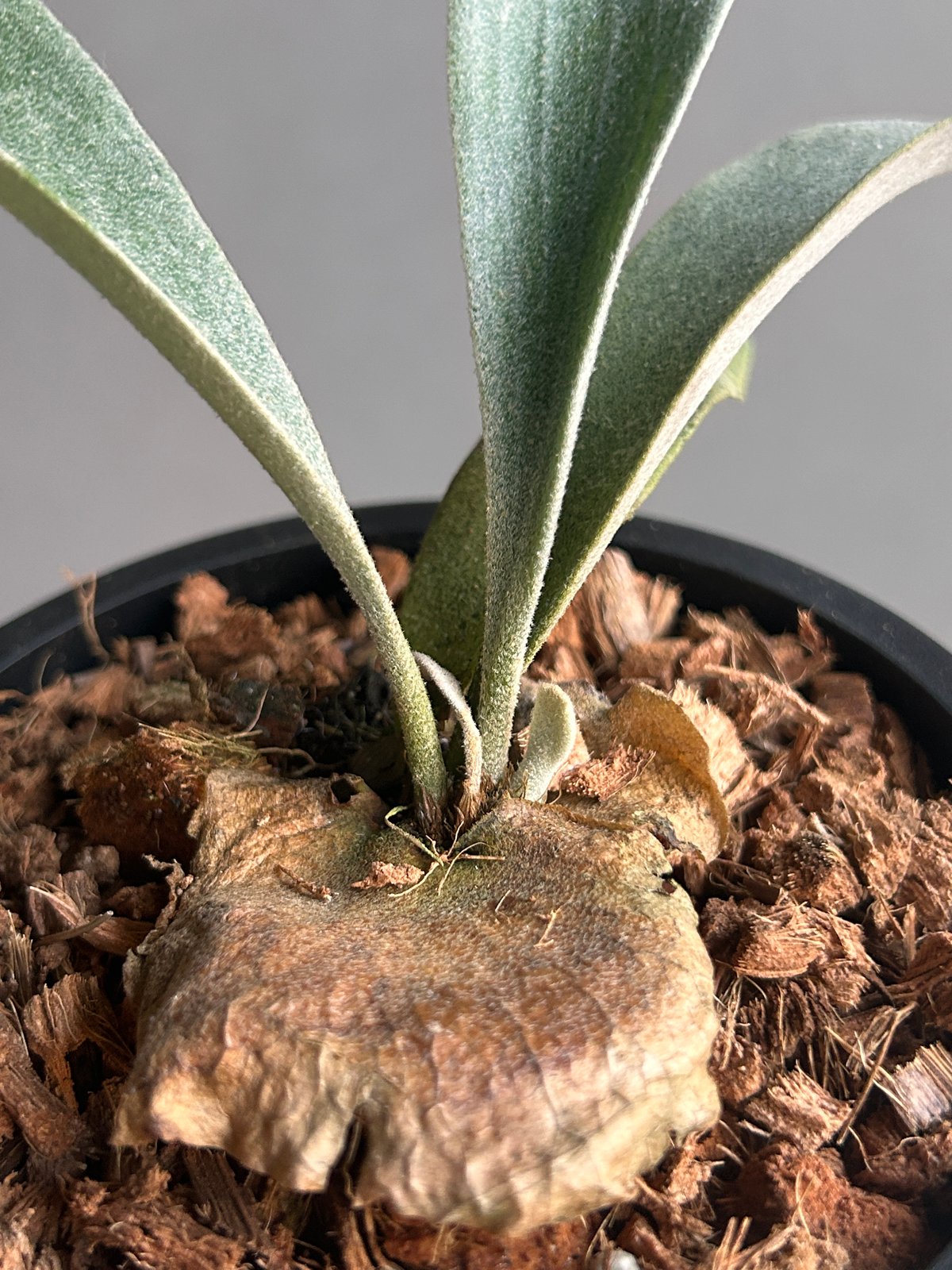 P.Paul whiter ビカクシダ　ポールホワイター　特選子株　ステッカー付 ビカクシダ ポール ホワイター(子株)「Platycerium Paul Whiter (pu